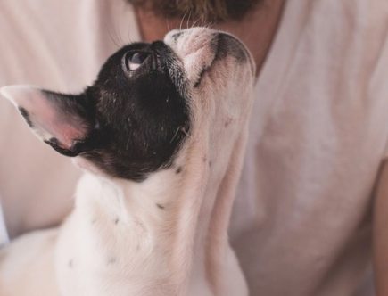séduire avec son animal de compagnie plaire et séduire